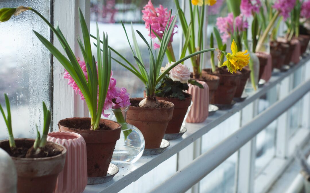 Jak przechowywać cebulki lilii w domu? – zimowanie kwiatów cebulowych